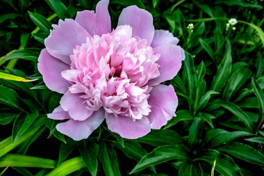 Bahçede yeşilliklerin arasında açan pembe şakayıklar.