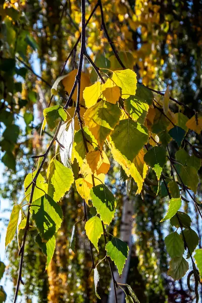 Folhas Outono Amarelas Verdes Uma Bétula Início Outono Dia Ensolarado — Fotografia de Stock