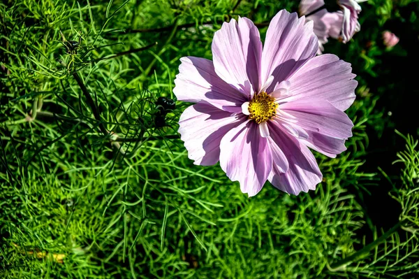 Flor Rosa Cosmea Jardim Iluminado Pelo Sol — Fotografia de Stock