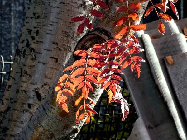 Helder Rood Herfstblad Van Bergas Verlicht Door Zon — Stockfoto