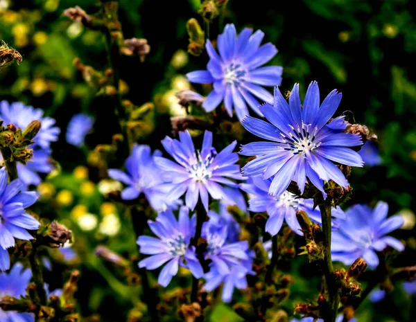 Нежные Голубые Цветы Цикория Растения Латинским Названием Cichorium Intybus Размытом — стоковое фото