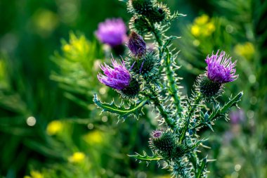 Güzel mor devedikeni çiçekleri çayırda açar, dar odak alanı, çevre ışığı