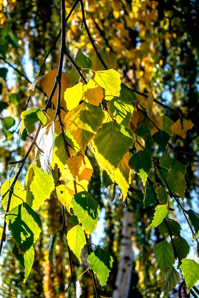Yellow Green Autumn Leaves Birch Tree Early Autumn Sunny Day — 스톡 사진