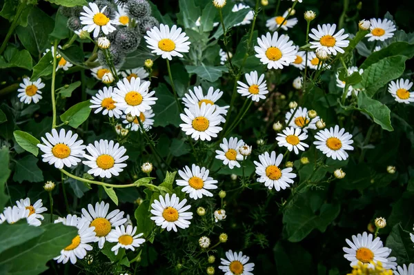 Bright White Field Daisies Meadow Illuminated Sun — Stock Photo, Image