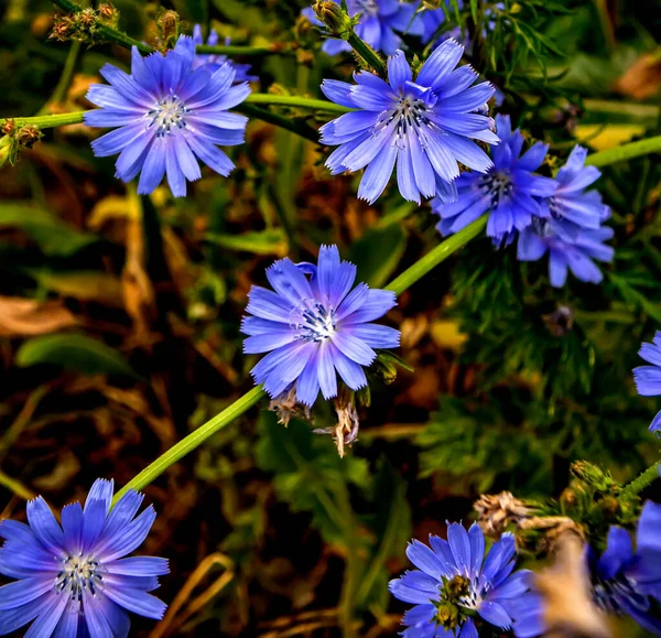 Delicadas flores azuis de chicória, plantas com o nome latino Cichorium intybus — Fotografia de Stock