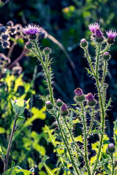 Flor púrpura del cardo florece en el prado —  Fotos de Stock