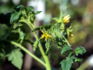 Bahçedeki küçük narin sarı domates çiçekleri bulanık doğal arka planda, makro.