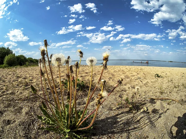 Πικραλίδα Στην Άμμο Στην Ακτή Της Λίμνης Φόντο Νερό Και — Φωτογραφία Αρχείου
