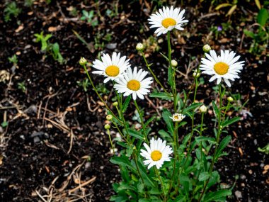 Koyu arkaplanda ince beyaz papatyalar, dar bir odak noktası.