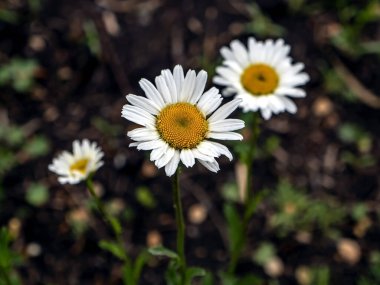 Koyu arkaplanda ince beyaz papatyalar, dar bir odak noktası.