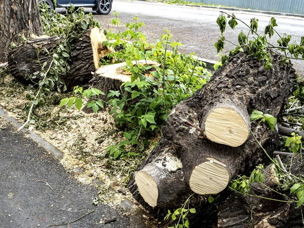 Trozos del tronco, el tocón de un árbol recién cortado — Foto de Stock