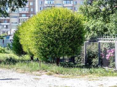 Yazın bulanık arka planda toplar şeklinde budanmış ağaçlar.