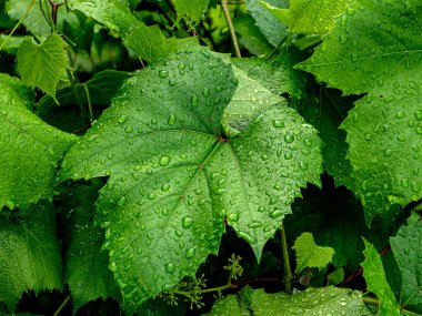 Üzüm yapraklarının üzerine yağmur damlaları, makro