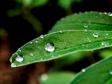 Bahçe bitkilerinin yeşil yapraklarına yağmur damlaları, makro