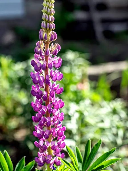 Jasné Jemné Krásné Kvetoucí Fialové Lupínky Zahradě — Stock fotografie