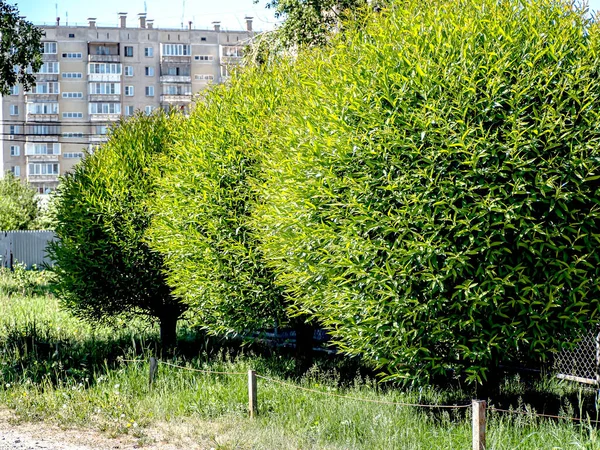 Árvores Aparadas Forma Bolas Fundo Natural Desfocado Verão — Fotografia de Stock