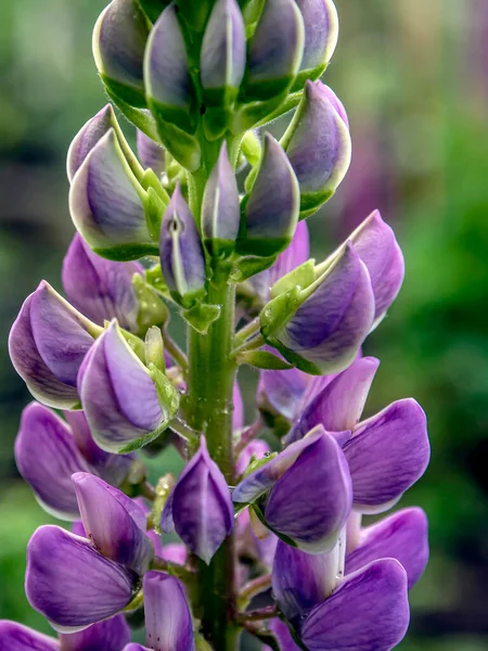 Lupinos Púrpuras Brillantes Delicados Hermosos Jardín — Foto de Stock