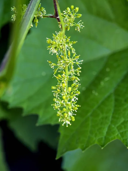 Flores Uva Ramo Jardim Futuras Uvas São Visíveis Macro Fotos De Bancos De Imagens Sem Royalties