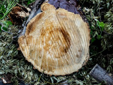 Yakın zamanda kesilmiş bir ağacın gövdesinin yüzeyi testere izleri, talaş, yıllık halkalar görünür.