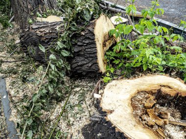Yakın zamanda kesilmiş bir ağacın gövdesinin yüzeyi testere izleri, talaş, yıllık halkalar görünür.