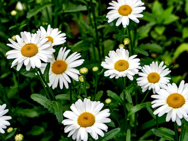 Delicate White Daisies Dark Blurred Natural Background Narrow Focus Area — Stock Photo, Image