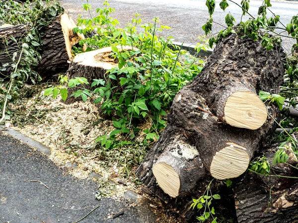 Pedaços Tronco Toco Uma Árvore Recentemente Cortada Marcas Serra Serragem — Fotografia de Stock