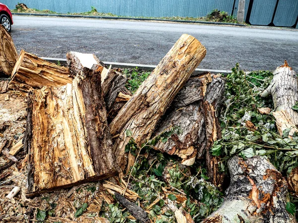 Pedaços Tronco Toco Uma Árvore Recentemente Cortada Marcas Serra Serragem — Fotografia de Stock