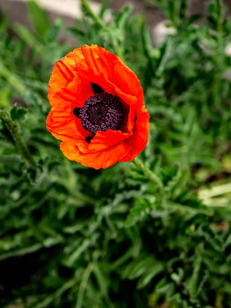 Bright Delicate Red Decorative Poppy Blooms Garden Macro — Stock Photo, Image