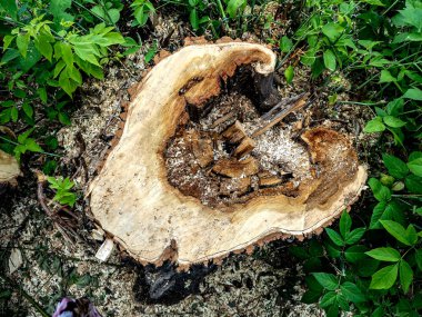 Yakın zamanda kesilmiş bir ağacın gövdesinin yüzeyi testere izleri, talaş, yıllık halkalar görünür.