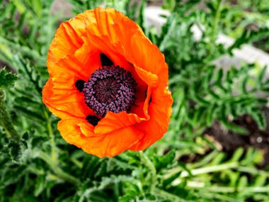 Parlak kırmızı dekoratif gelincik bahçede çiçek açıyor, makro