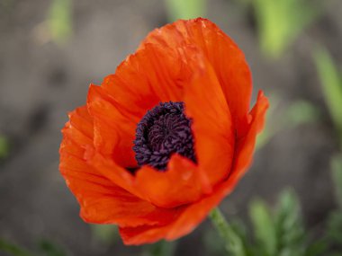 Parlak kırmızı dekoratif gelincik bahçede çiçek açıyor, makro