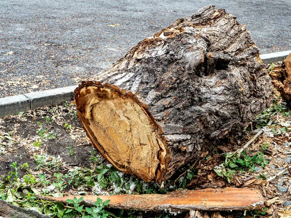 Pedaços Tronco Toco Uma Árvore Recentemente Cortada Marcas Serra Serragem — Fotografia de Stock