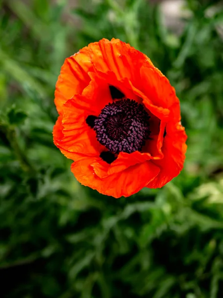 Flores Amapola Decorativa Roja Delicada Brillante Jardín Macro — Foto de Stock