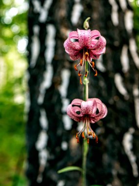 Latince adı Lilium Martagon olan çiçek ormanı Lily, kırmızı kitaba eklenen tıbbi bitkiler, daha yeni çiçek açtı.