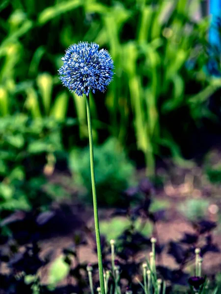 Világos Kék Virág Díszhagyma Latin Nevével Allium Caeruleum Kertben — Stock Fotó