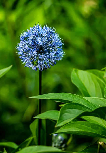 Jasně Modrý Květ Okrasné Cibule Latinským Názvem Allium Caeruleum Zahradě — Stock fotografie