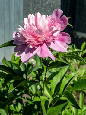 Bahçede yeşilliklerin arasında açan pembe şakayıklar.