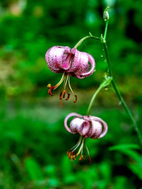 Latince adı Lilium Martagon olan çiçek ormanı Lily, kırmızı kitaba eklenen tıbbi bitkiler, daha yeni çiçek açtı.