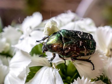 Türk karanfilinin beyaz çiçeklerinde Latince adı Cetonia aurata olan yeşil böcek, dar odak alanı, makro