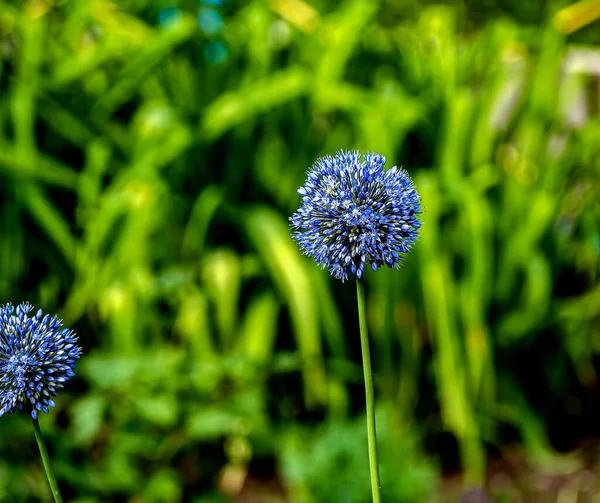 Bright Blue Flower Ornamental Onion Latin Name Allium Caeruleum Garden — Stock Photo, Image