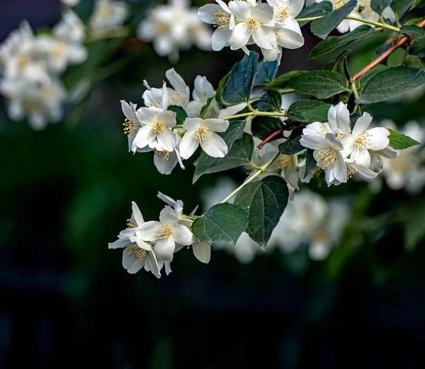 Branch Fragrant Flowering Plant Latin Name Philadelphus Mistakenly Called Jasmine — Stock Photo, Image