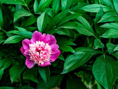 Bahçede yeşilliklerin arasında açan pembe şakayıklar.