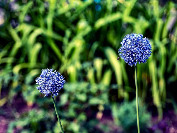 Fleur Bleu Vif Oignon Ornemental Avec Nom Latin Allium Caeruleum — Photo