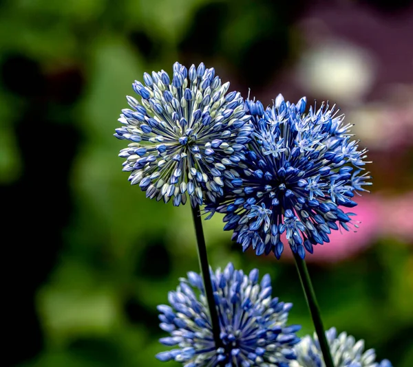 Fleur Bleu Vif Oignon Ornemental Avec Nom Latin Allium Caeruleum — Photo