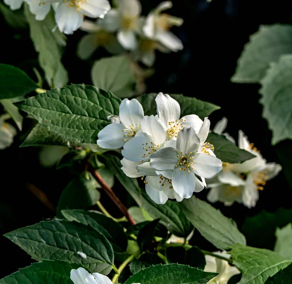 Branch Fragrant Flowering Plant Latin Name Philadelphus Mistakenly Called Jasmine — Stock Photo, Image