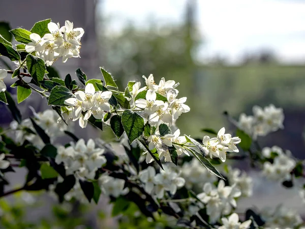 Gałąź Pachnącej Rośliny Kwitnącej Łacińskiej Nazwie Filadelf Błędnie Nazywanej Jaśminem — Zdjęcie stockowe