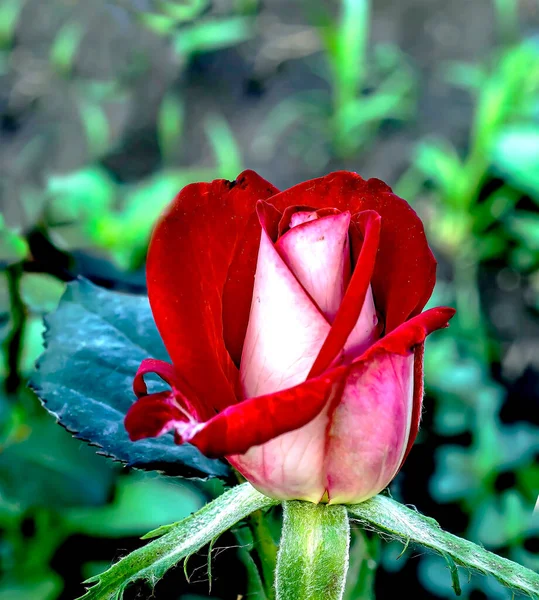 Broto Uma Rosa Vermelha Delicada Está Florescendo Jardim — Fotografia de Stock