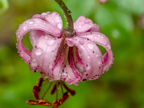Las Kwiatowy Lily Łacińską Nazwą Lilium Martagon Rośliny Lecznicze Zawarte — Zdjęcie stockowe