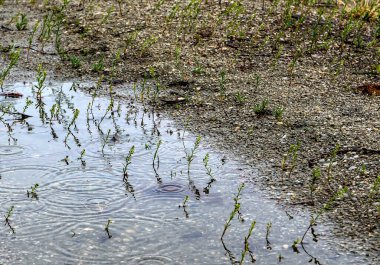 Yağmur sırasında gölün kumlu kıyısında su birikintisi görülebilir.