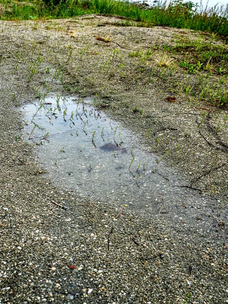 Pozzanghera Sulla Riva Sabbiosa Del Lago Durante Pioggia Cerchi Gocce — Foto Stock